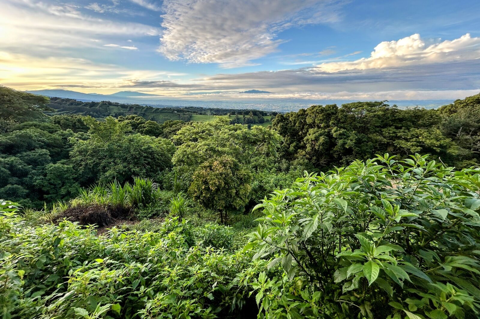 central-valley-costa-rica-coffee