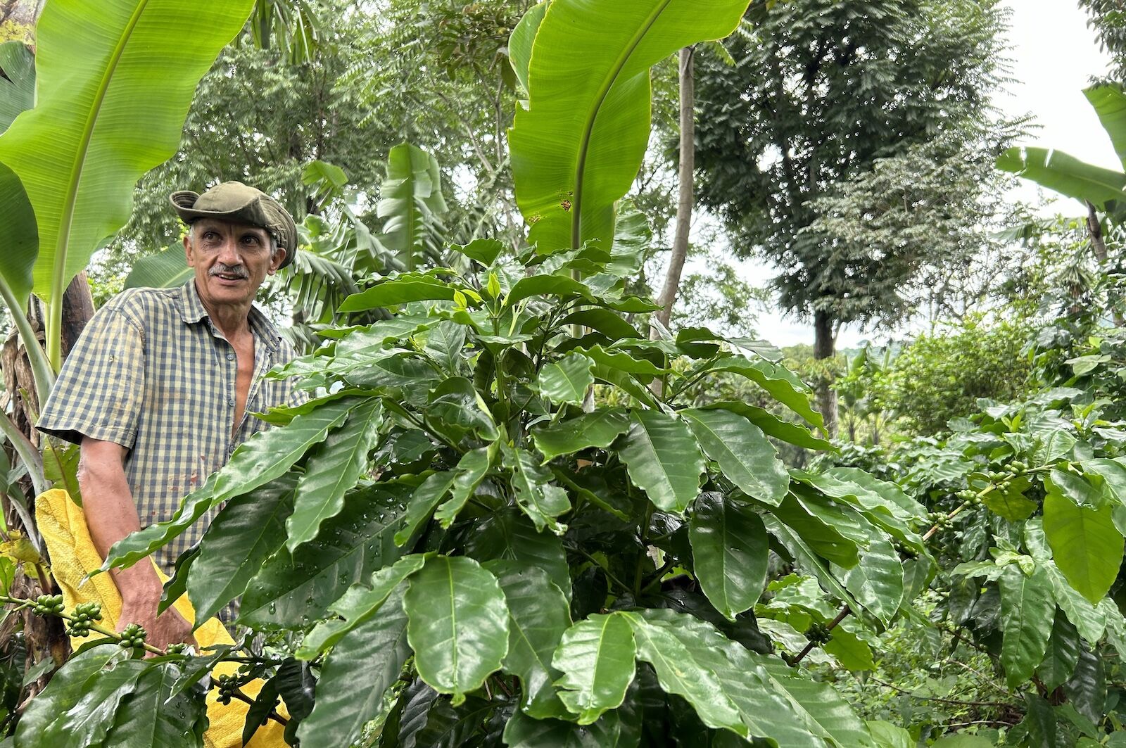 central-valley-costa-rica-coffee