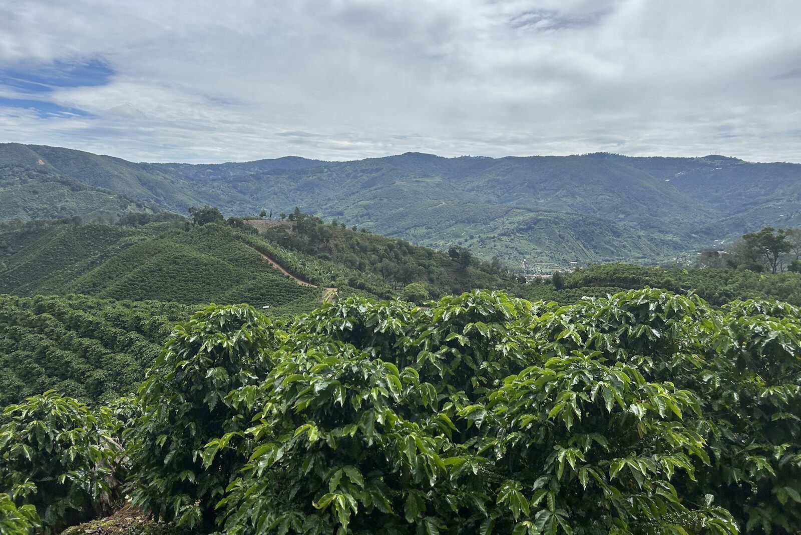 central-valley-costa-rica-coffee