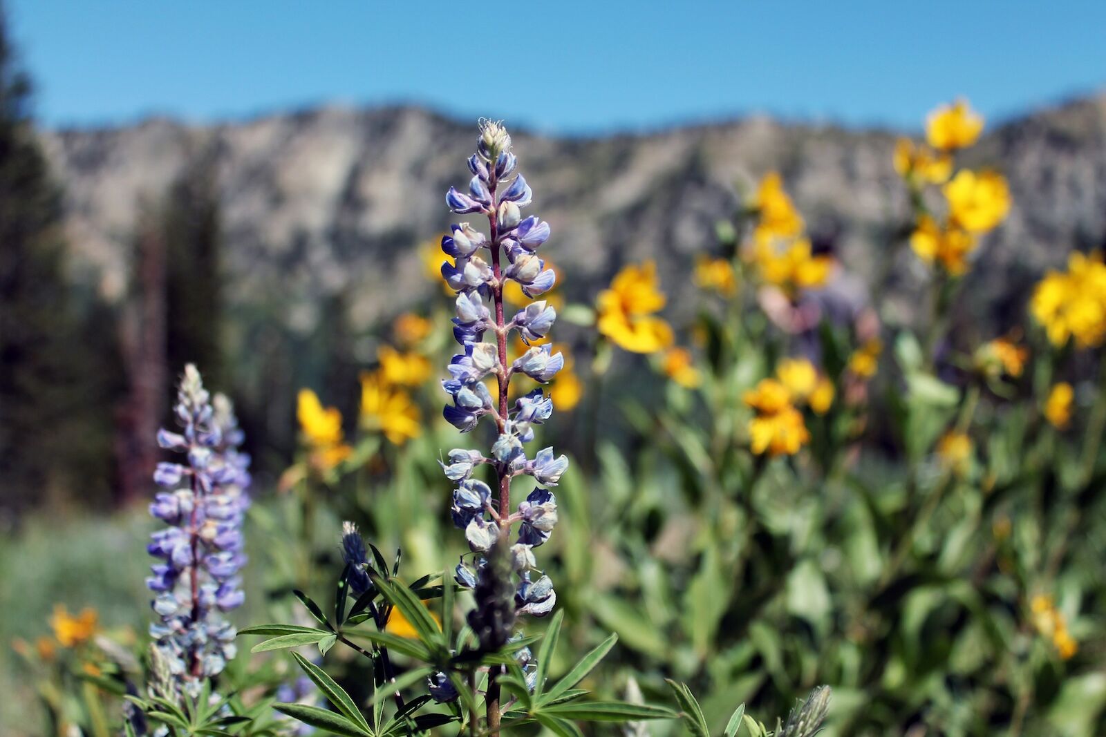 salt-lake-city-wildflower-season