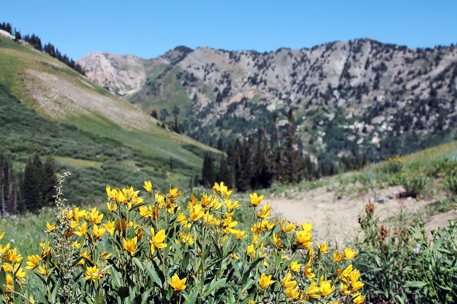 salt-lake-city-wildflower-season