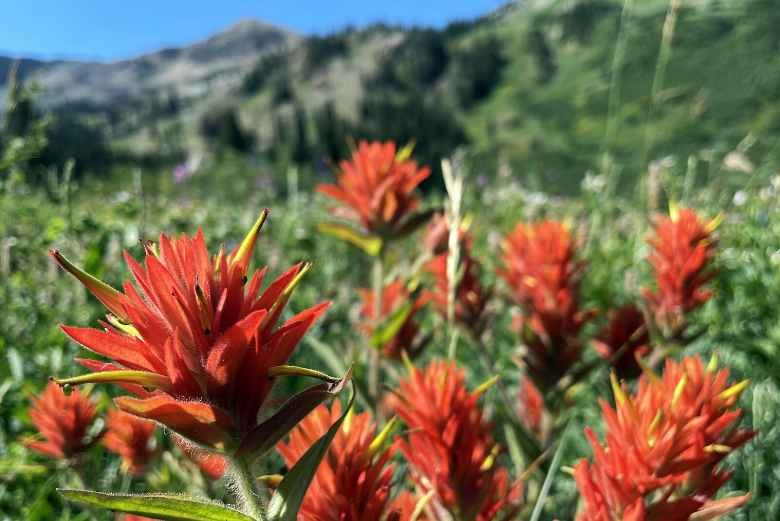 salt-lake-city-wildflower-season