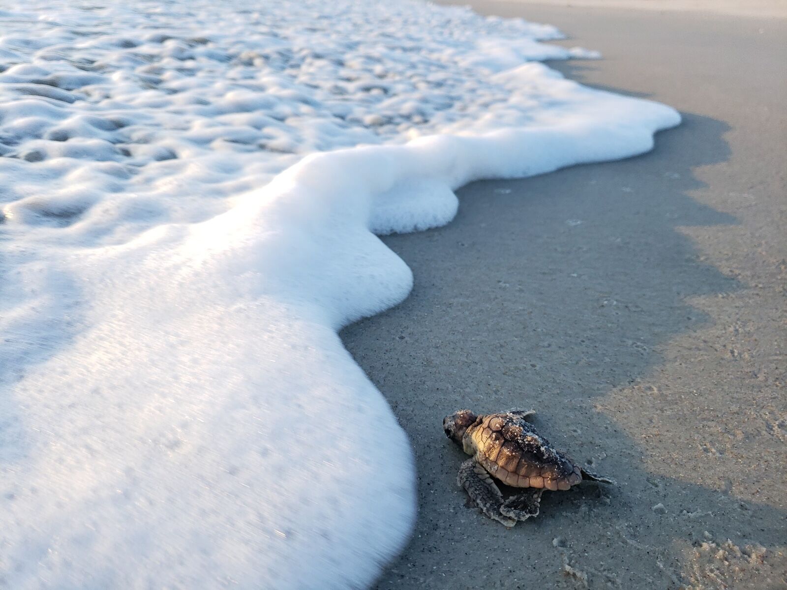 $100 million park grant - florida loggerhead