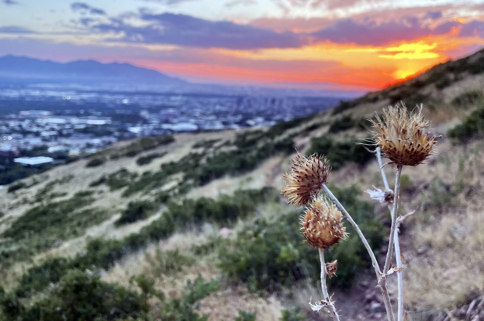 salt-lake-city-wildflower-season