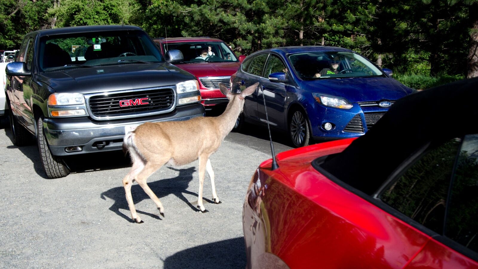 A deer attempts to cross a road during a traffic jam in Yosemite National Park. yosemite entry reservations