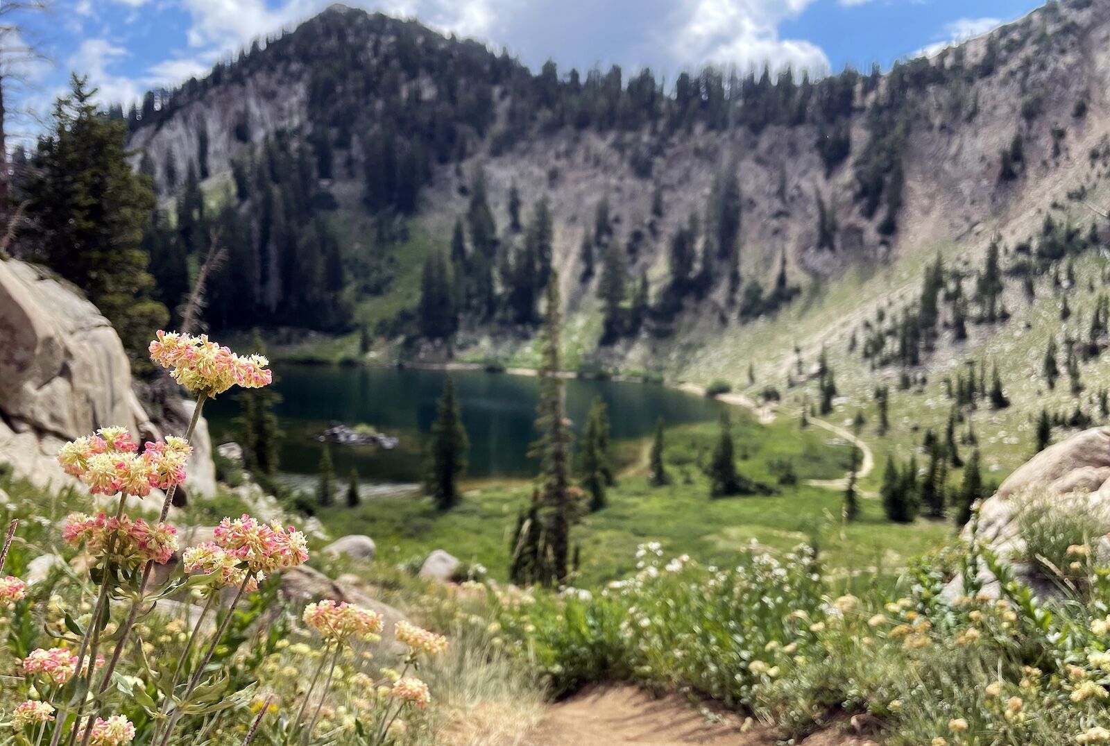 salt-lake-city-wildflower-season