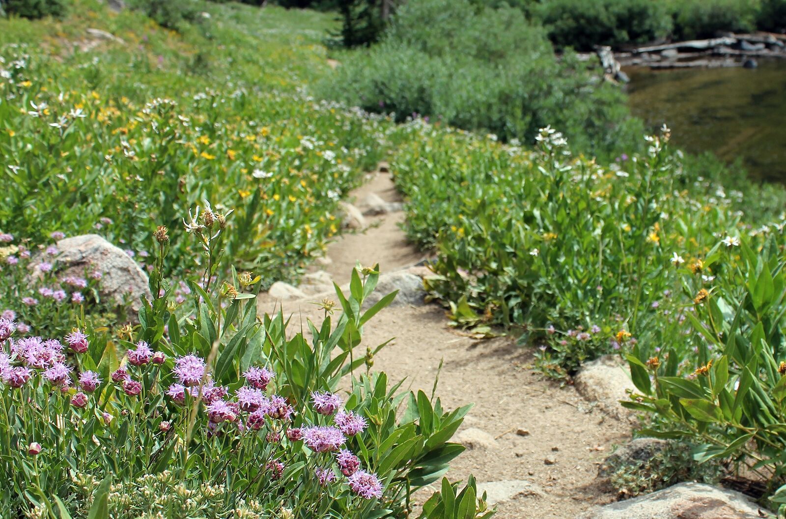 salt-lake-city-wildflower-season