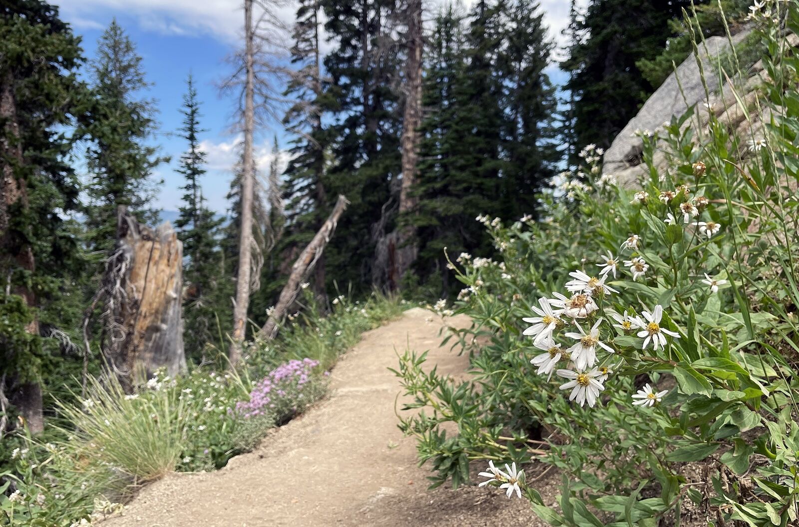 salt-lake-city-wildflower-season