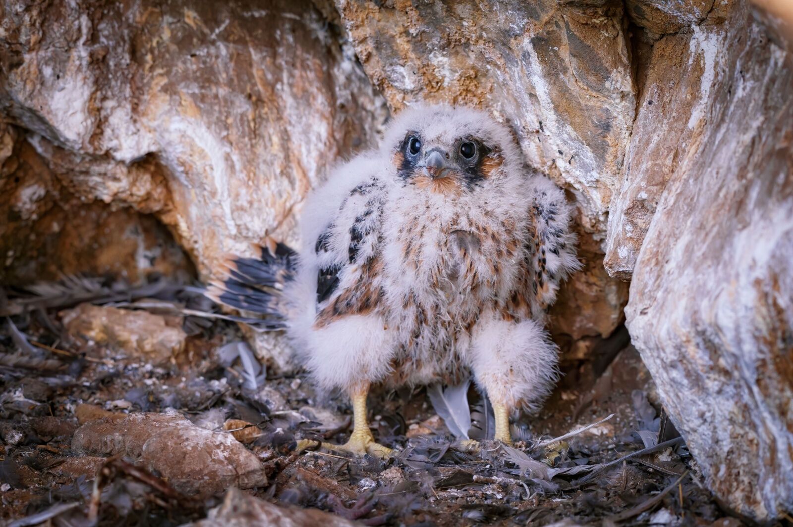 national park wildlife - baby peregrine