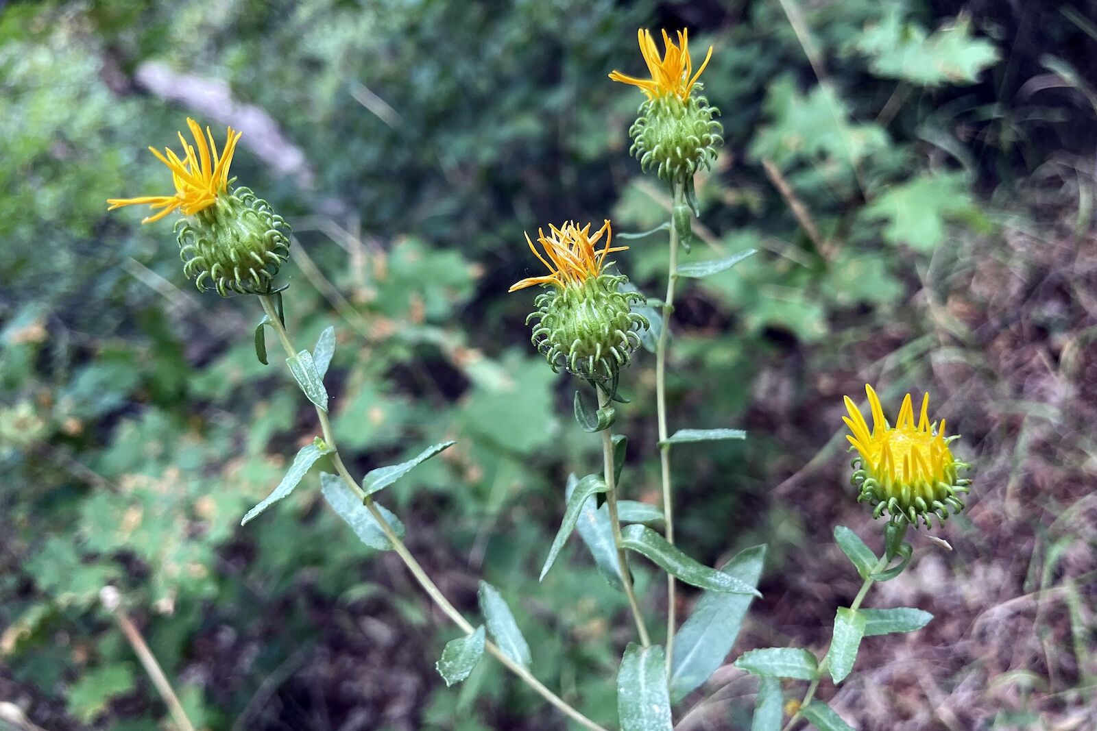 salt-lake-city-wildflower-season