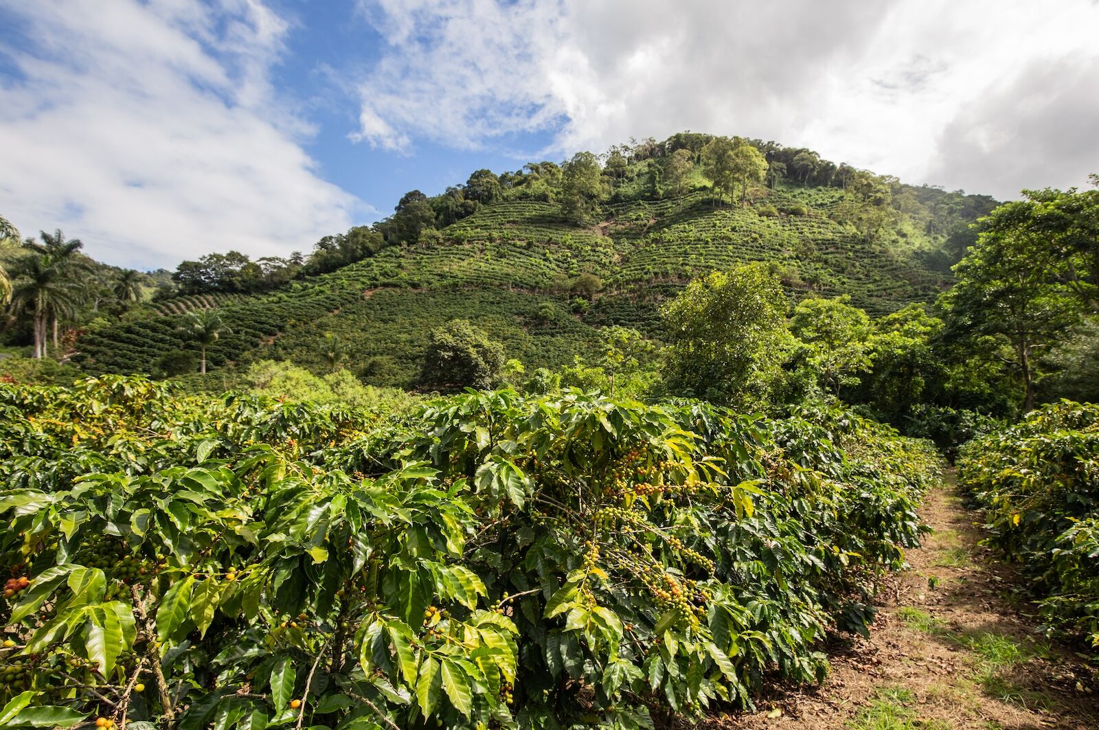 central-valley-costa-rica-coffee