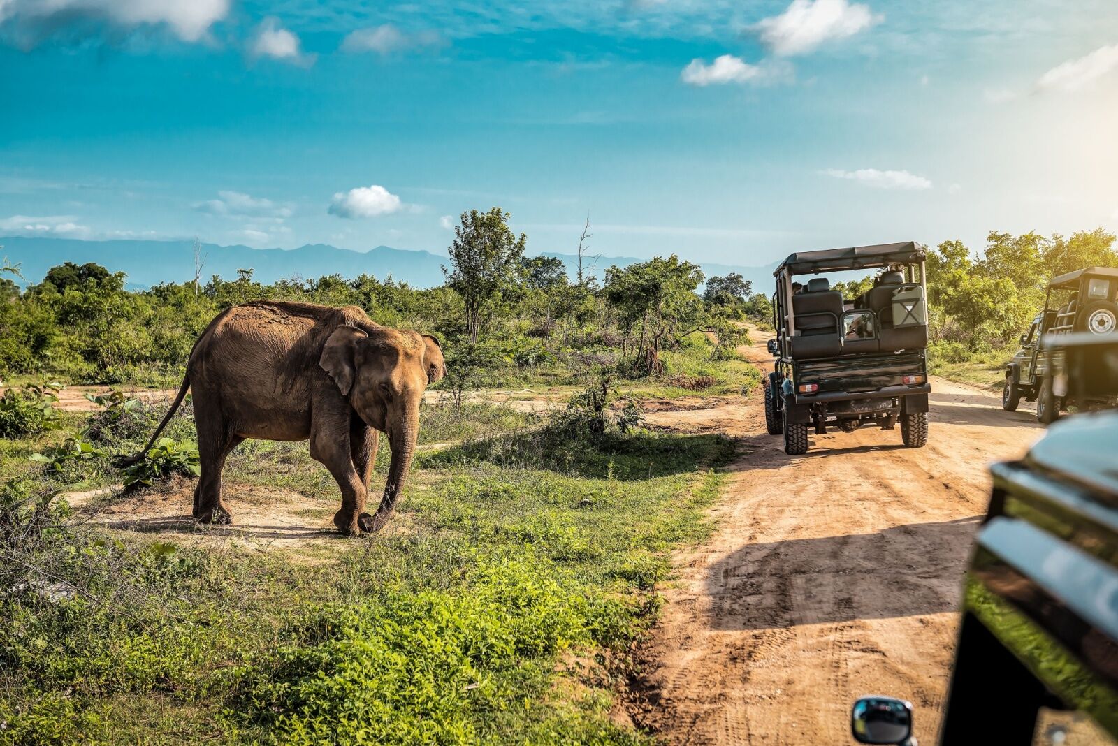 TK Countries Now Easier For American Travelers to Visit - sri lanka elephants