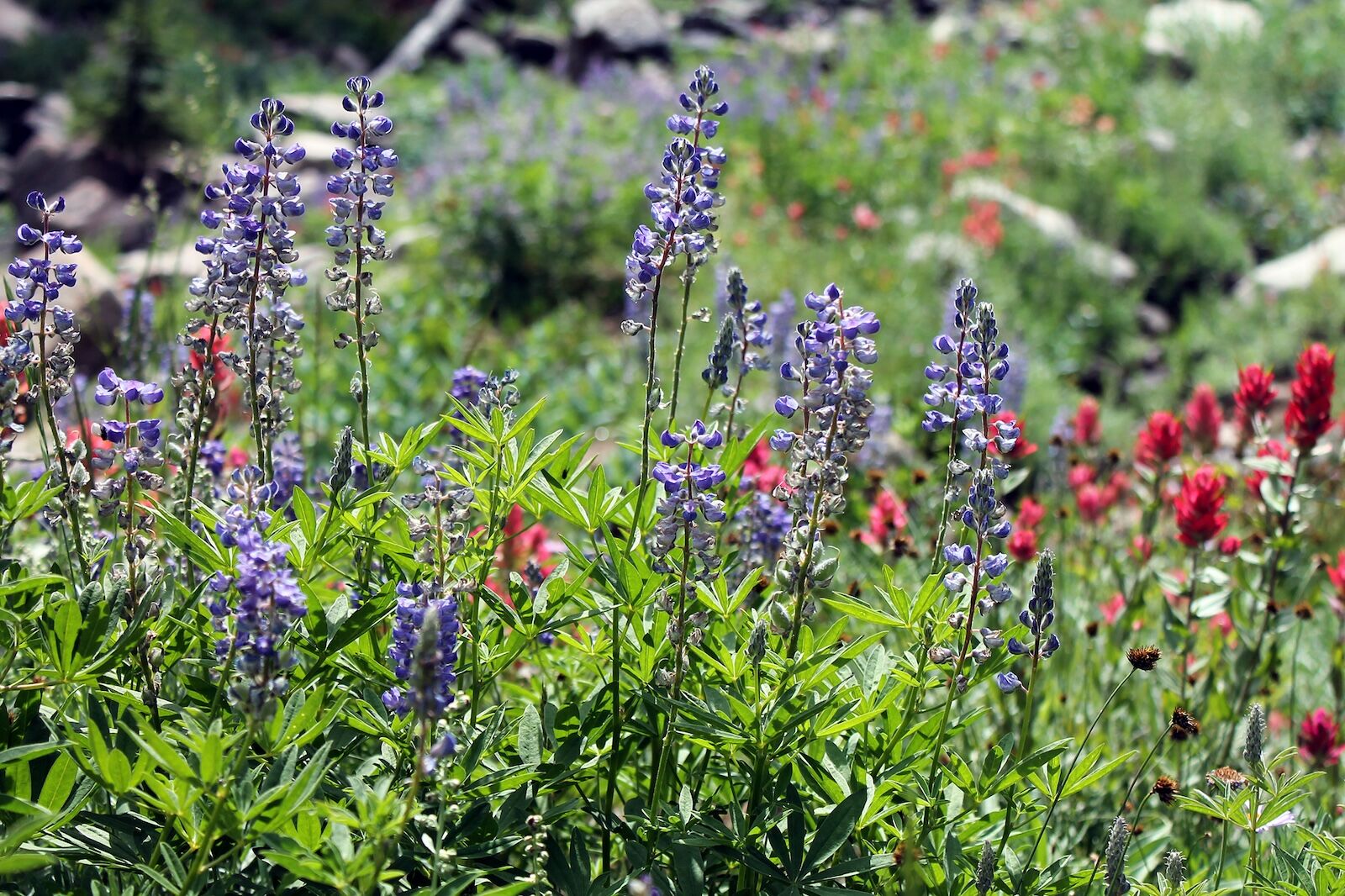 salt-lake-city-wildflower-season