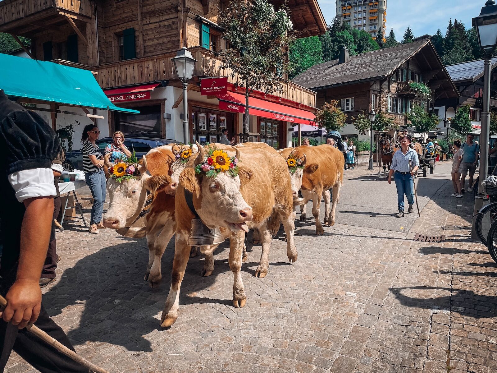 gstaad overheated cow