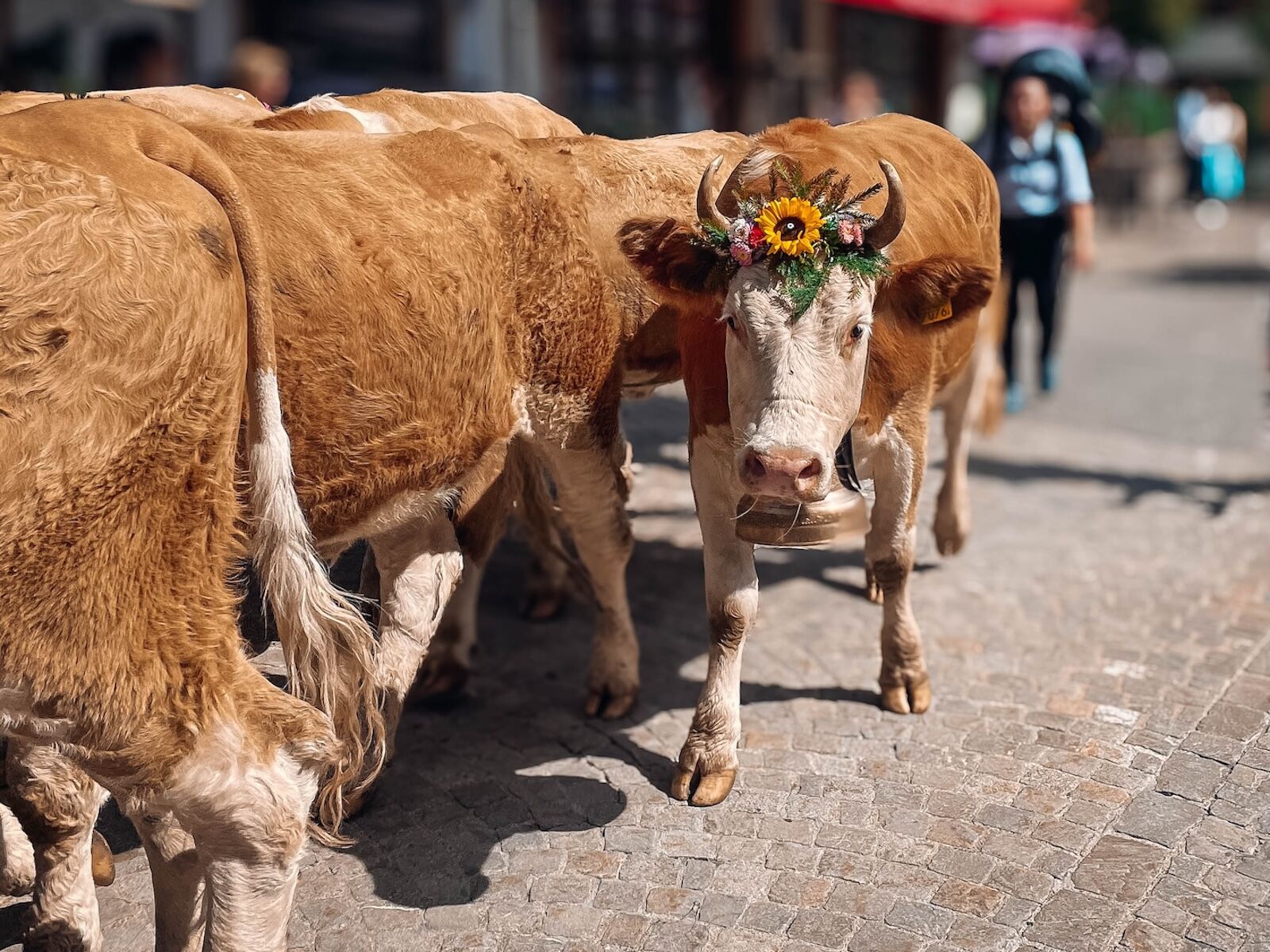 zuglete flower crown 