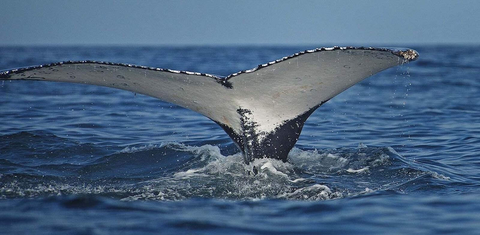  whale tail in peru