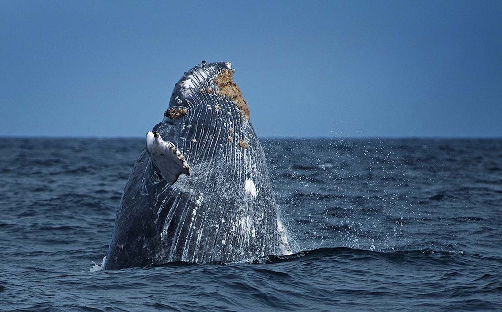 Blue whale grau national sea marine reserve 