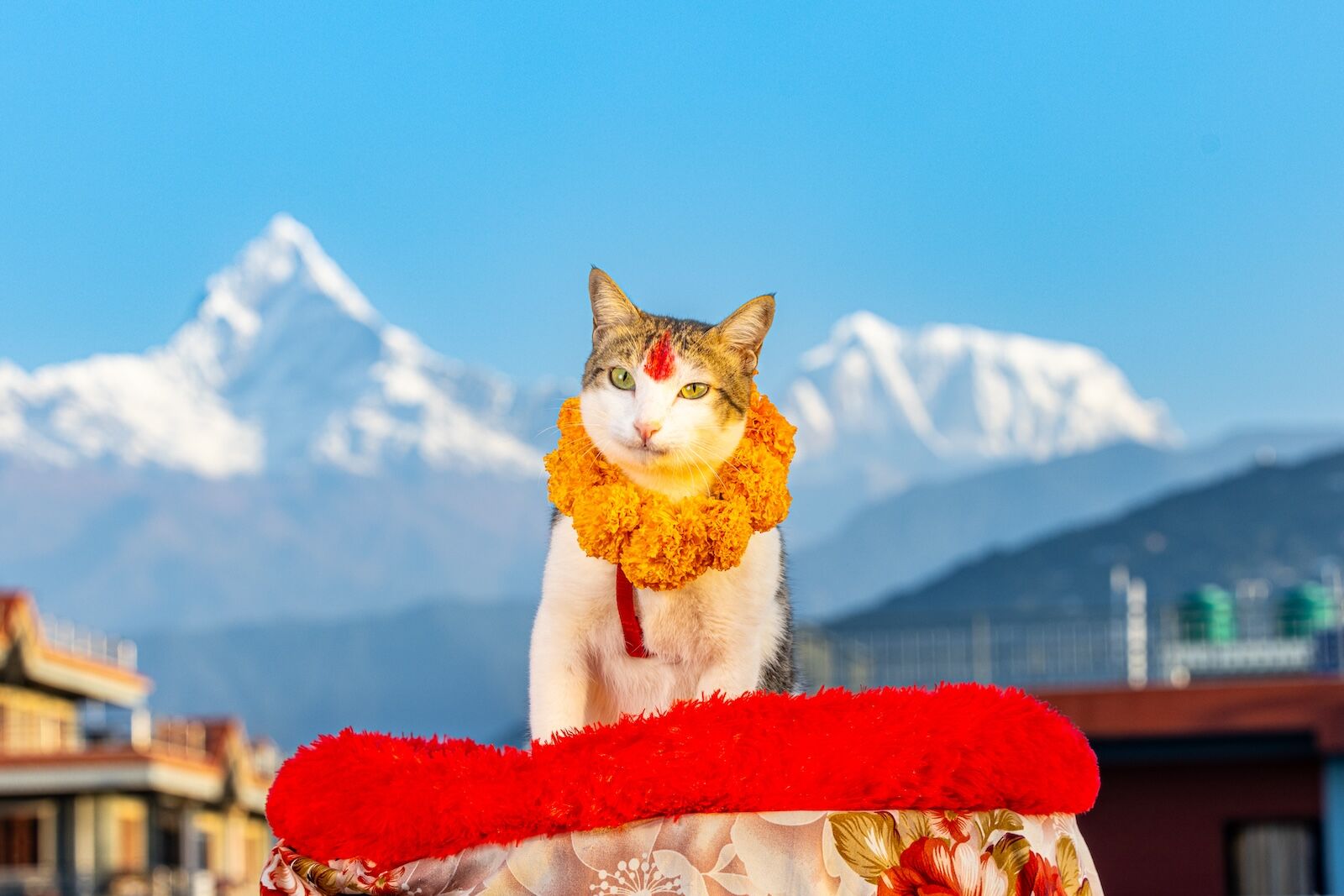 A cat in Pokhara, Nepal during Kukur Tihar. 