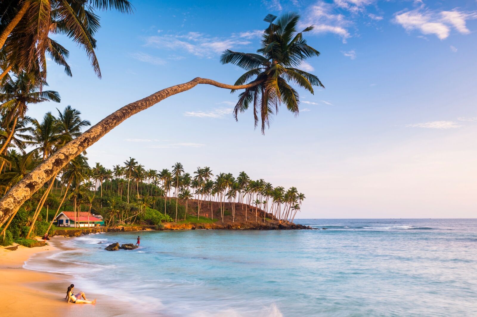 Palm tree, Mirissa Beach, South Coast of Sri Lanka, Sri Lanka, Asia