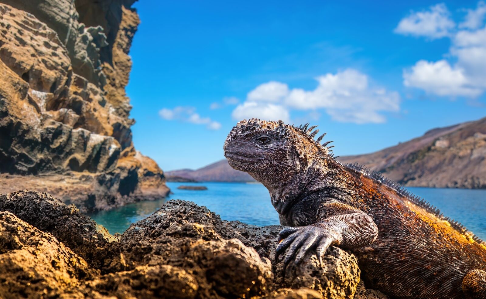 Marine iguana in the Galapagos Islands.