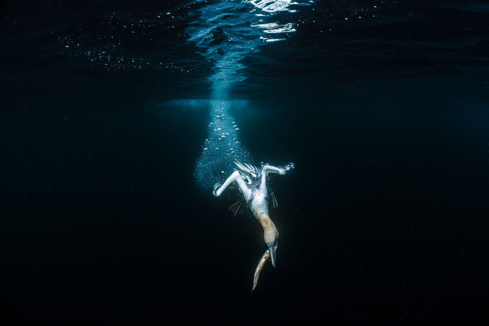 A northern gannet, one of the largest seabirds in British waters, dives into the water to catch its prey. An Ocean photographer of the year 2024 winning photo.