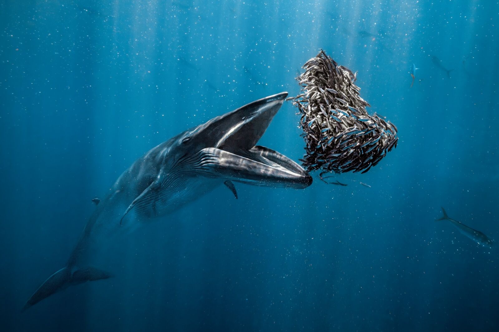 A Bryde’s whale about to devour a heart-shaped baitball. An Ocean photographer of the year 2024 winning photo.