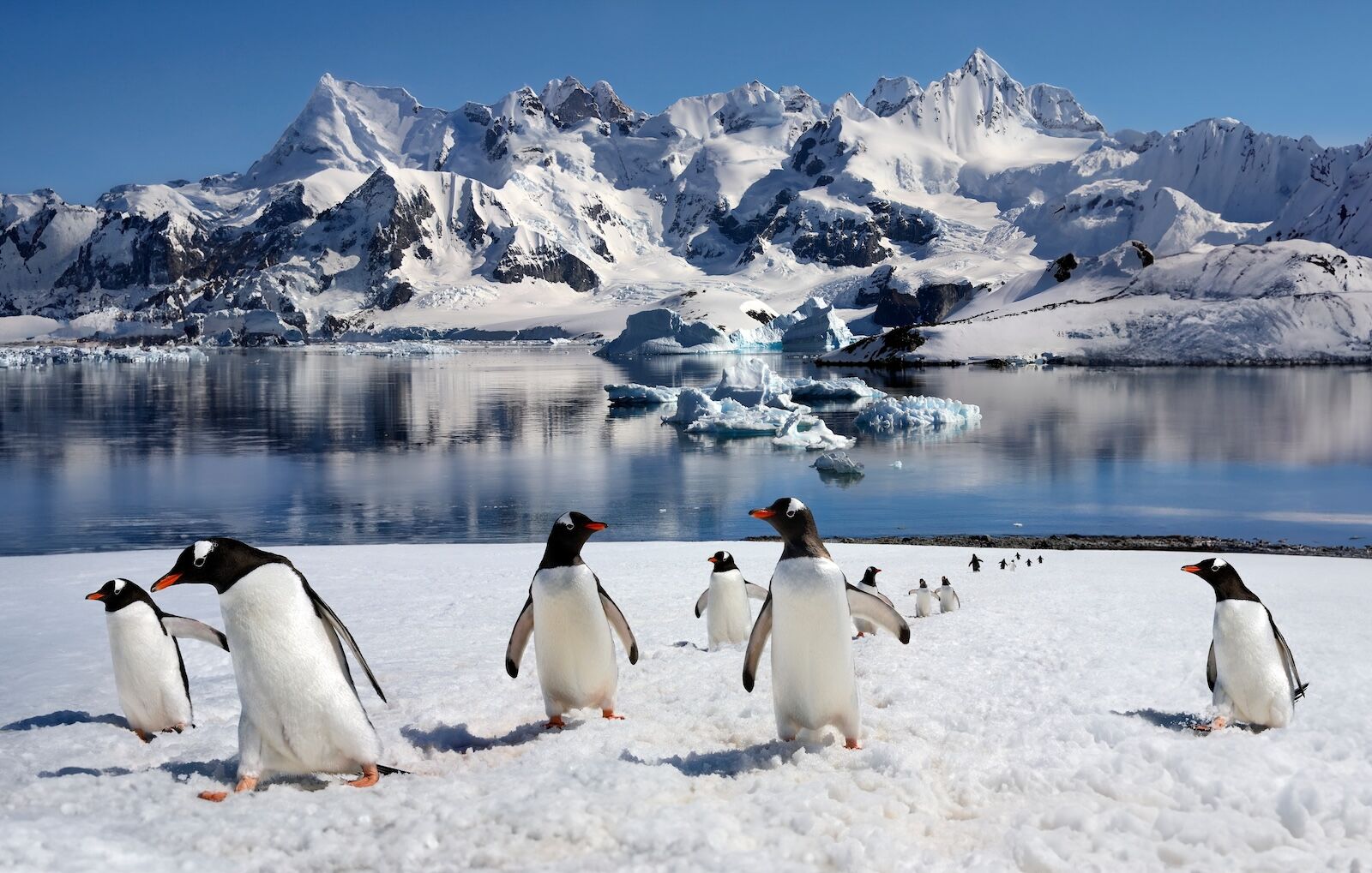 Penguins in Antarctica