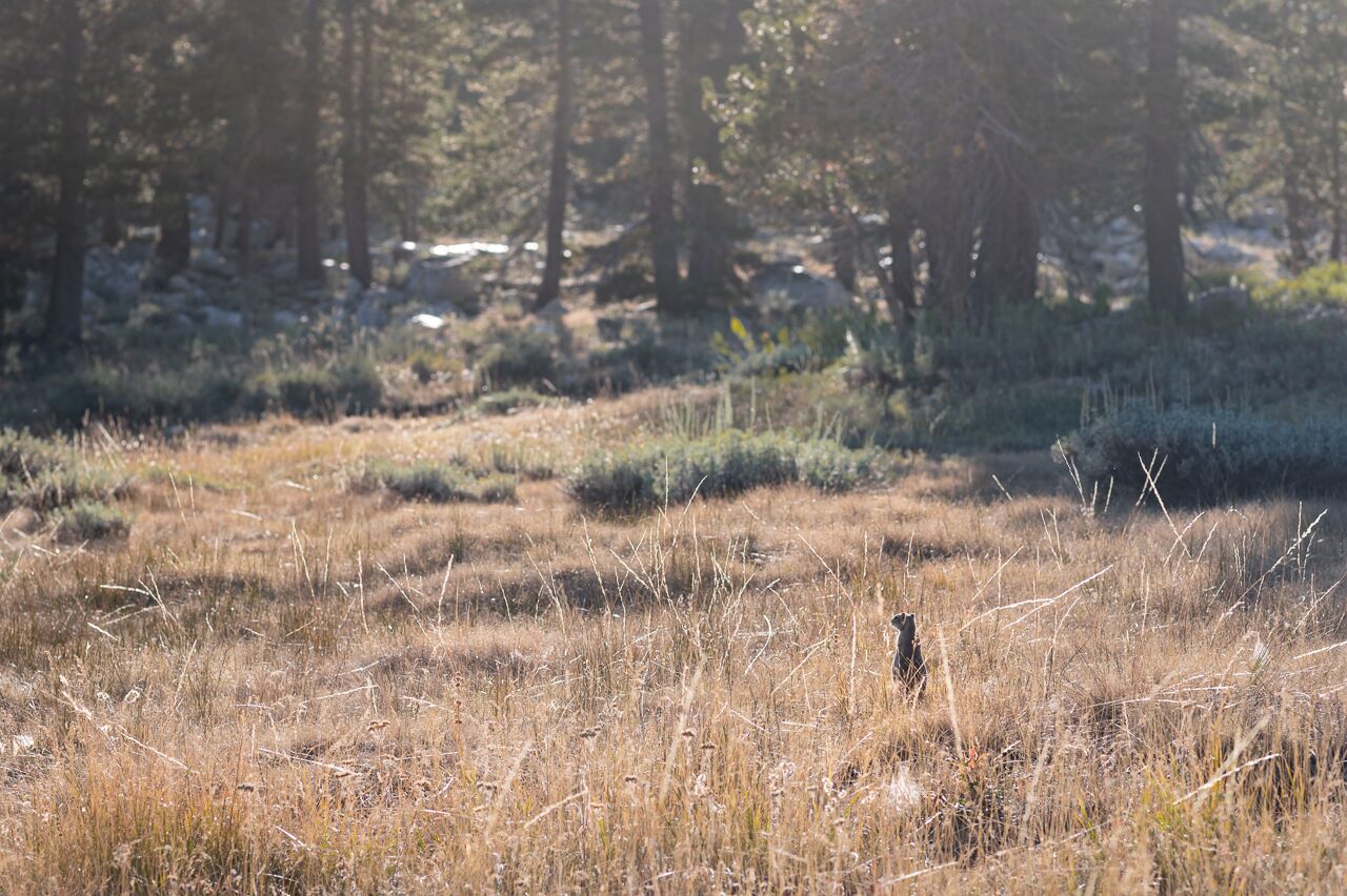 tuolumne meadows in yosemite national park