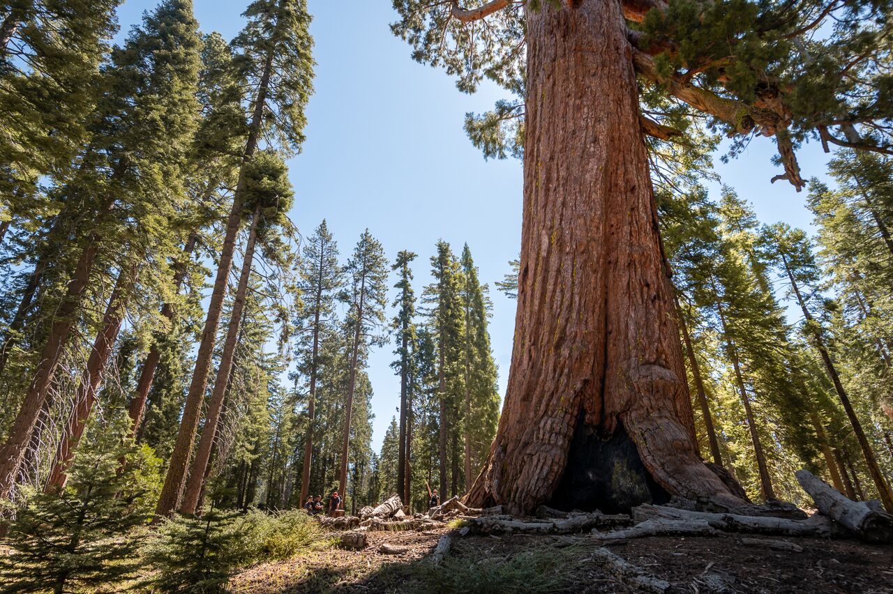 grizzly giant, largest sequoia in yosemite national park