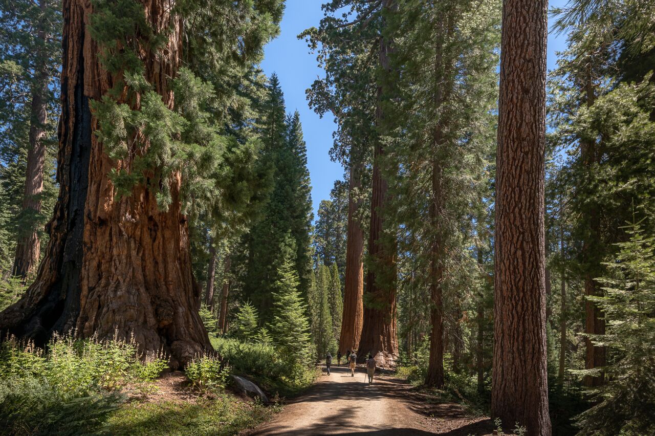 mariposa grove in yosemite national park