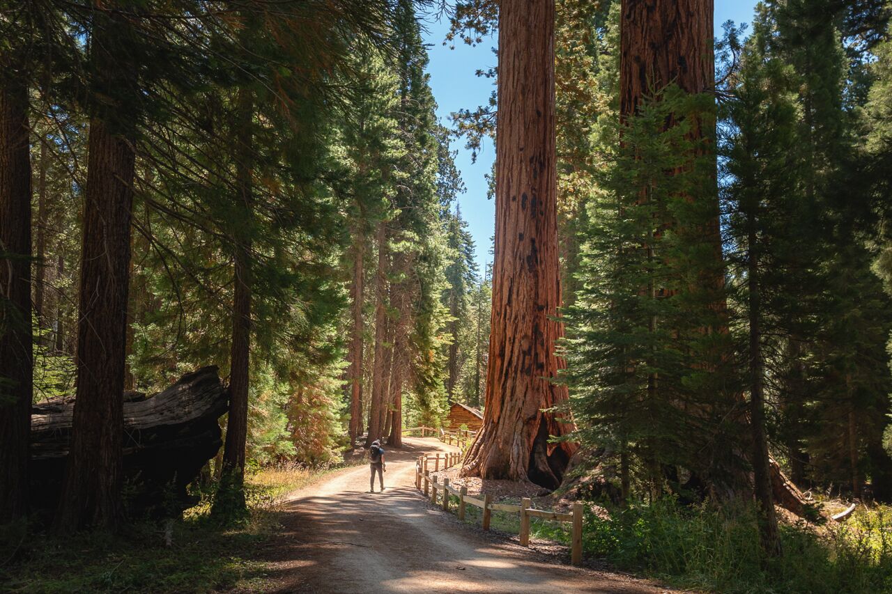 sequoia forest in yosemite national park