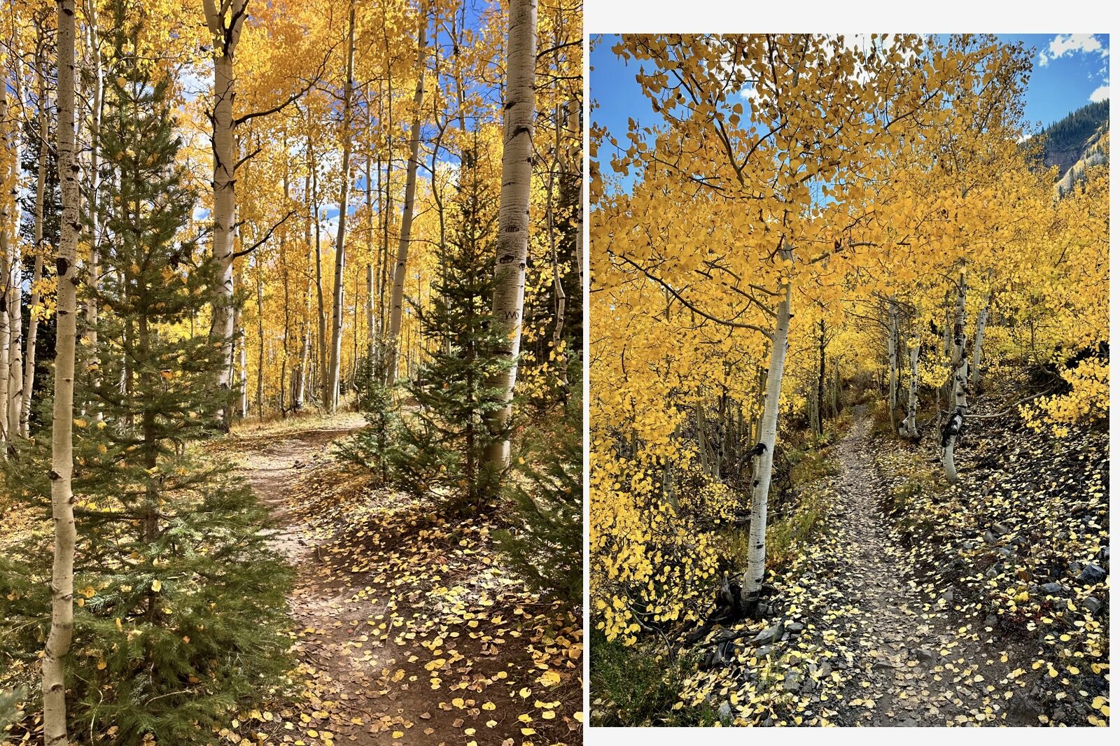 aspen tree tunnels on lower loop trail near crested butte