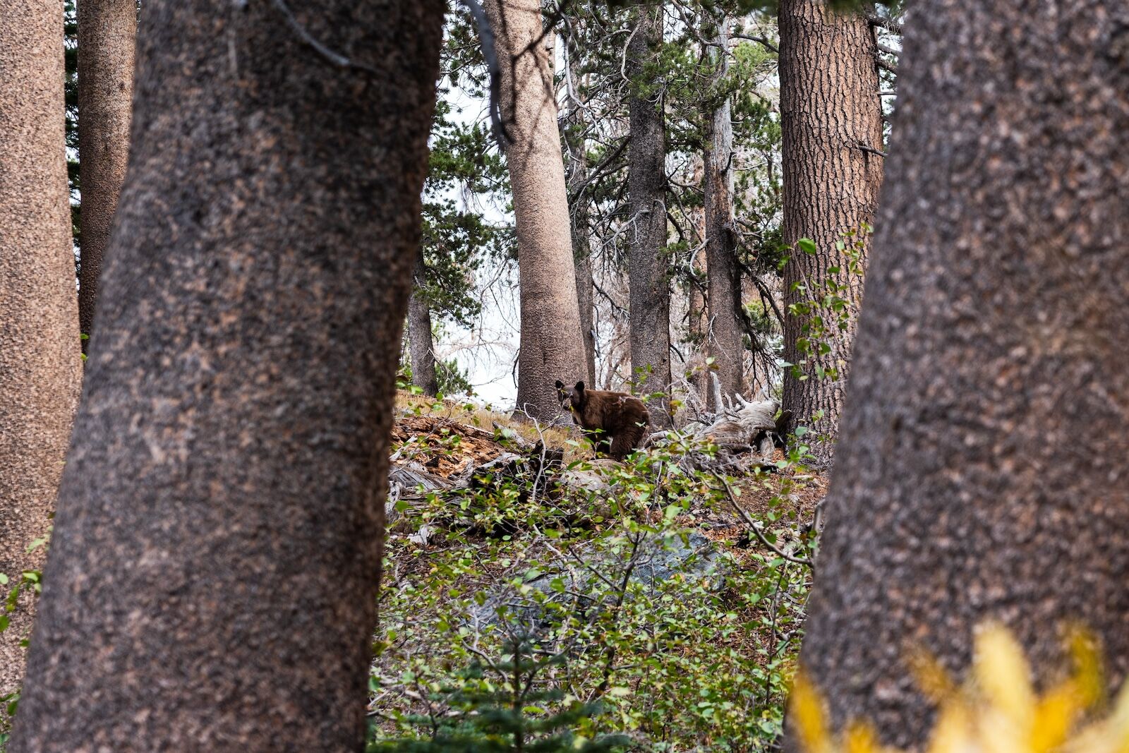 A bear in the woods. Shot near Georgia Lake, located near Mammoth Lake, Highway 395, California.