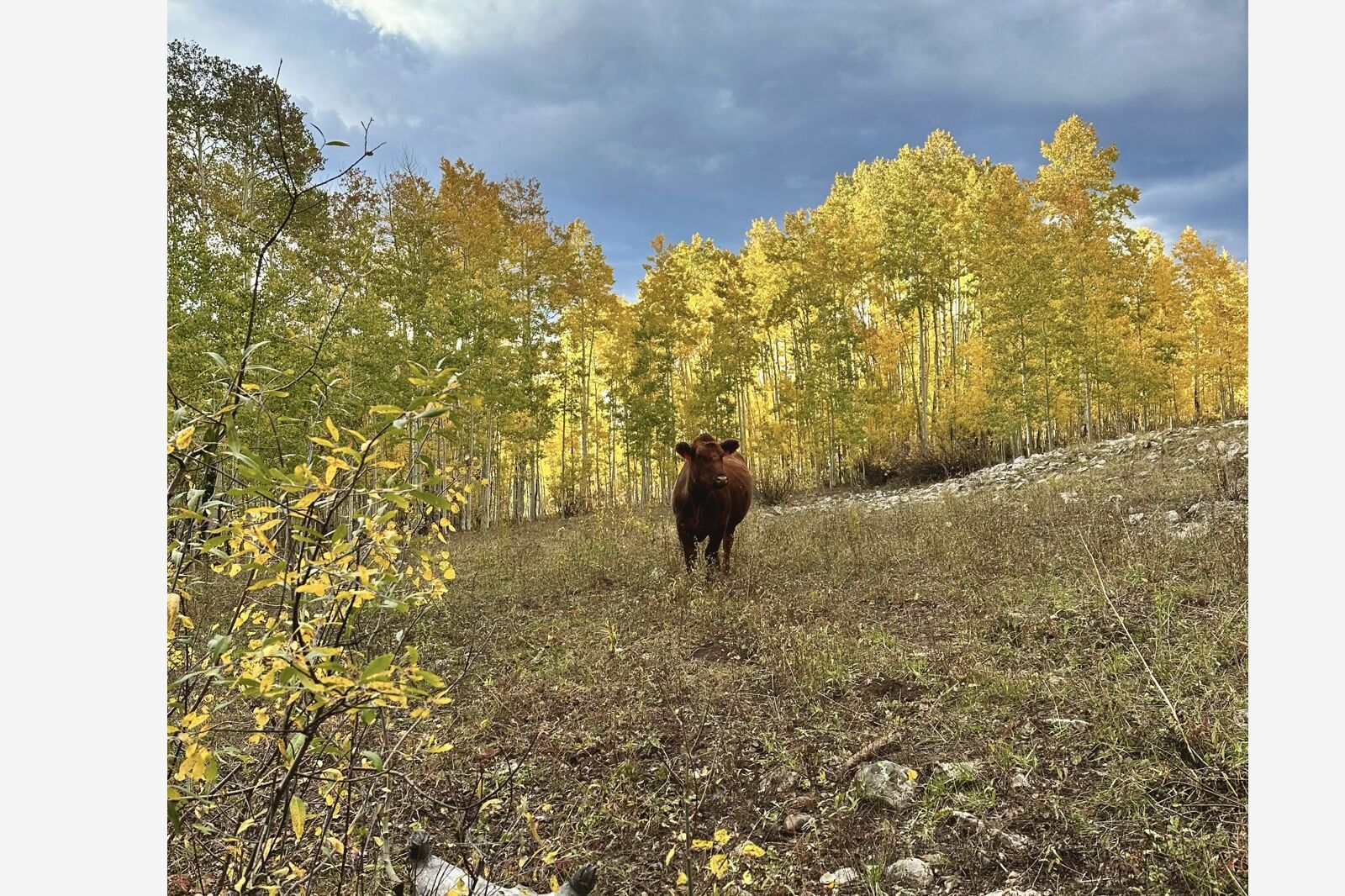 cow judd falls hike crested butte colorado