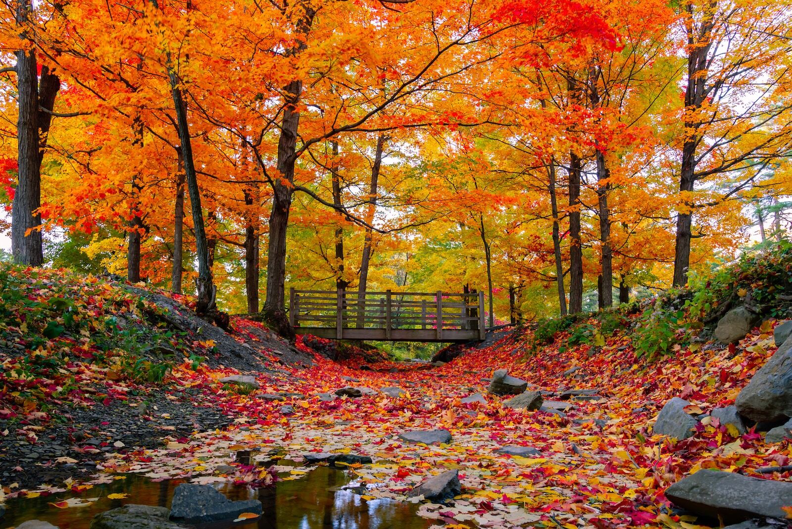 bridge with fall foliage