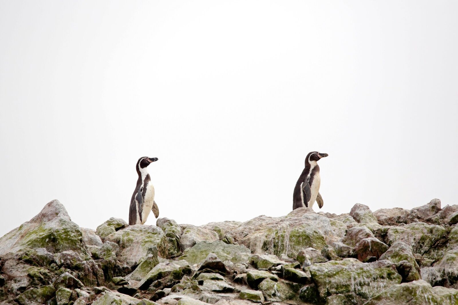 Grau Tropical Sea National Reserve penguins