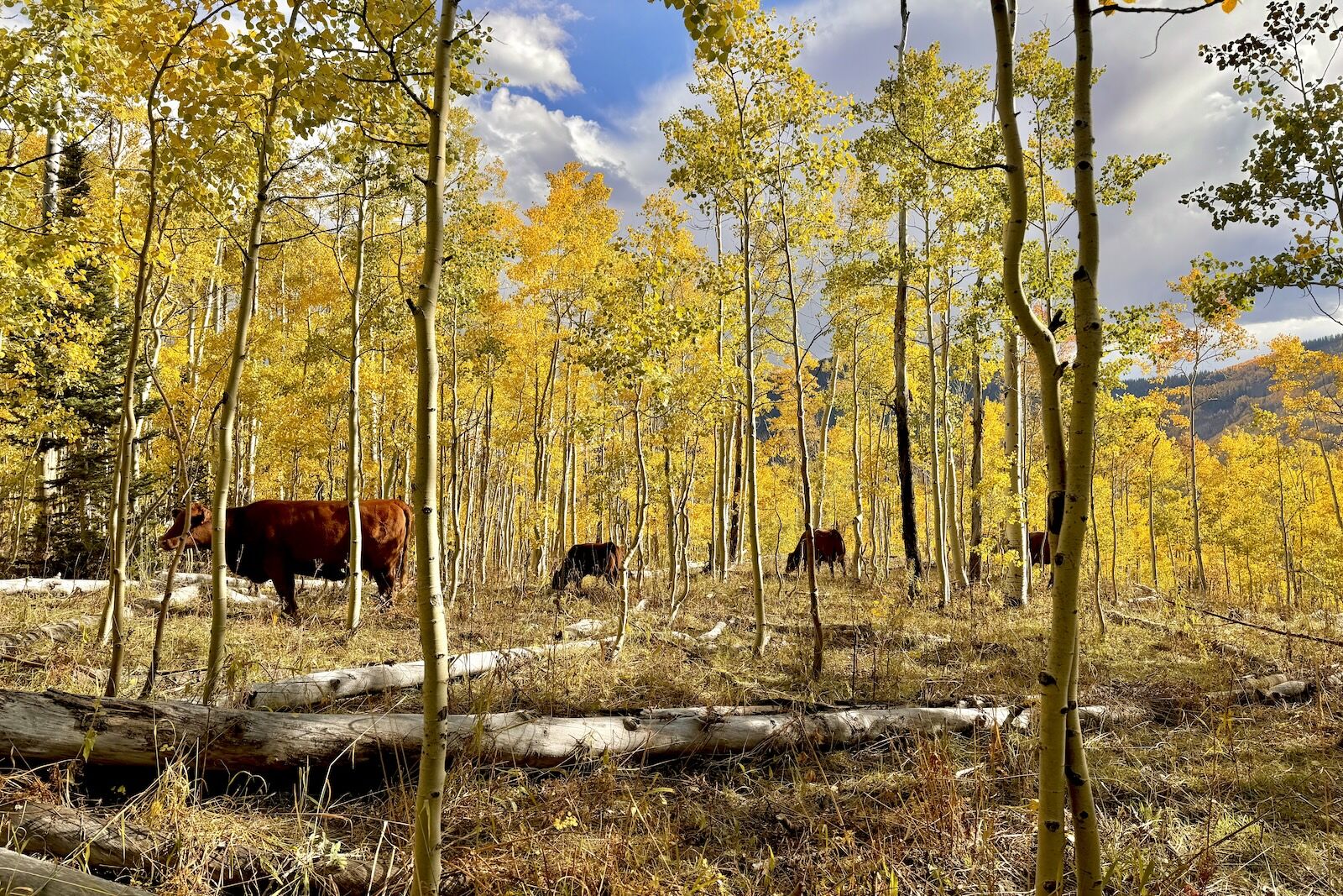 cows on judd falls hike near crested butte colorado