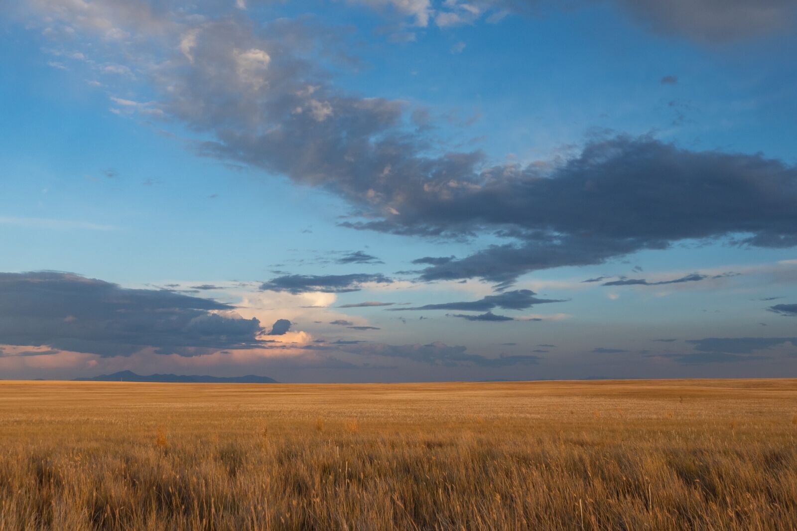 Agricultural Field near Benton Lake Wildlife Reserve with Highwood Mountains in the Distance.