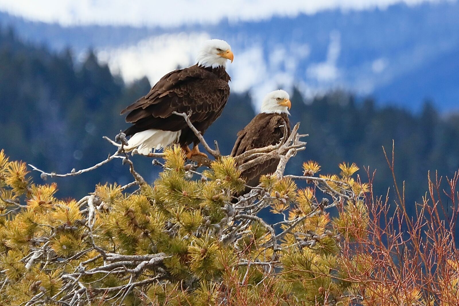 American Bald Eagles, Georgetown Lake, Montana