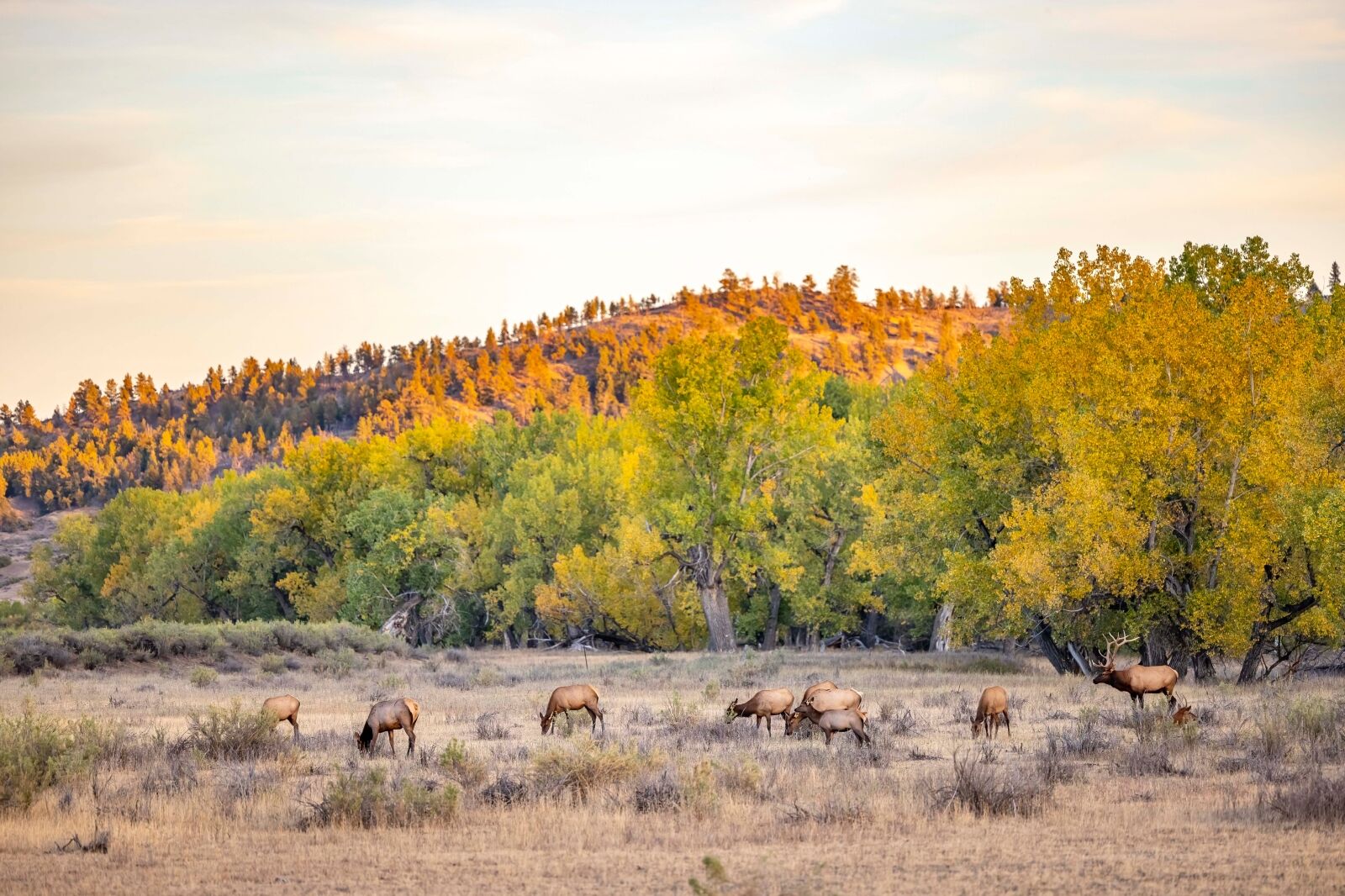 Malta Hi-Line n Montana in the fall 