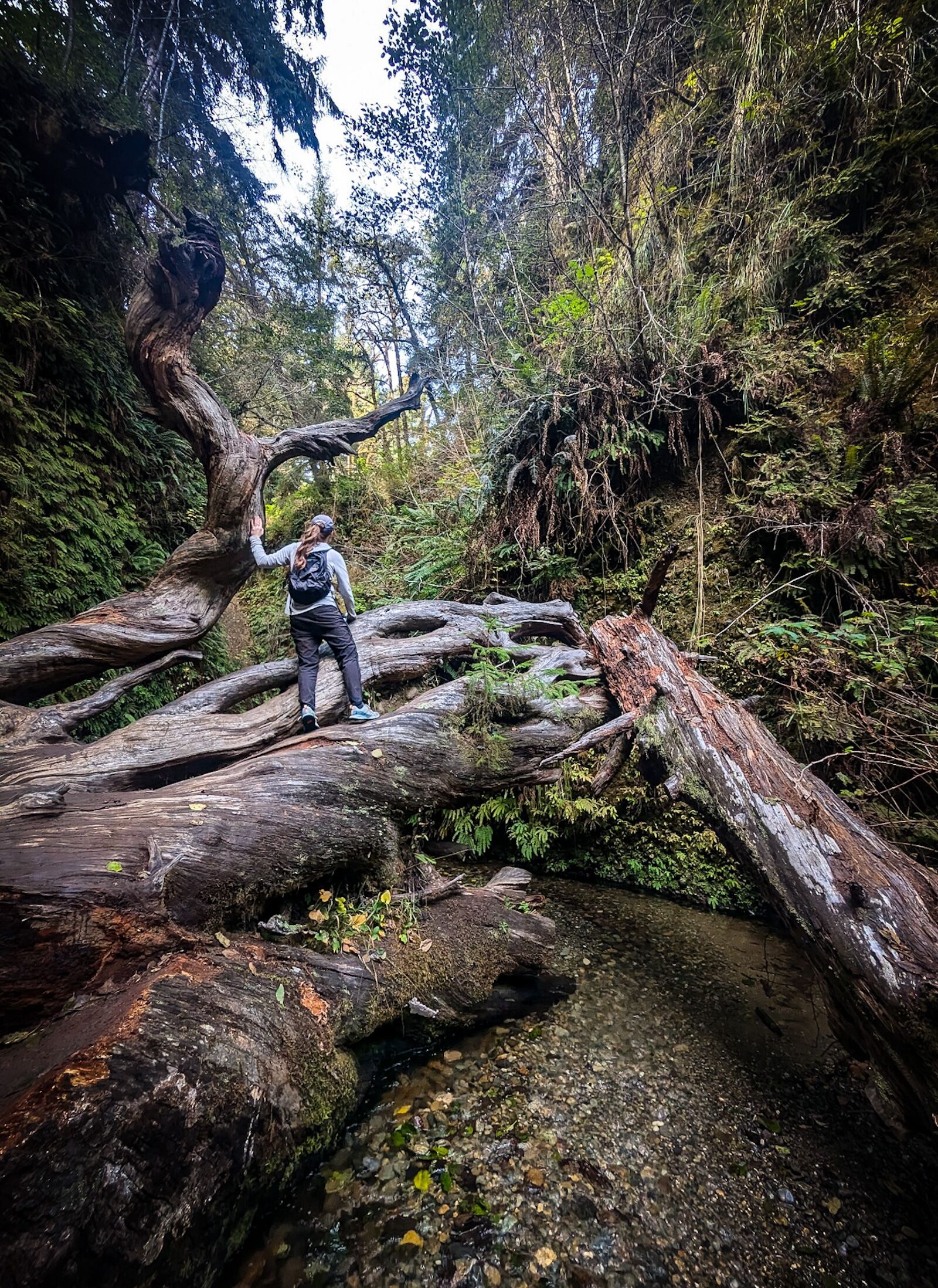 delicate crossing on the fern canyon trail