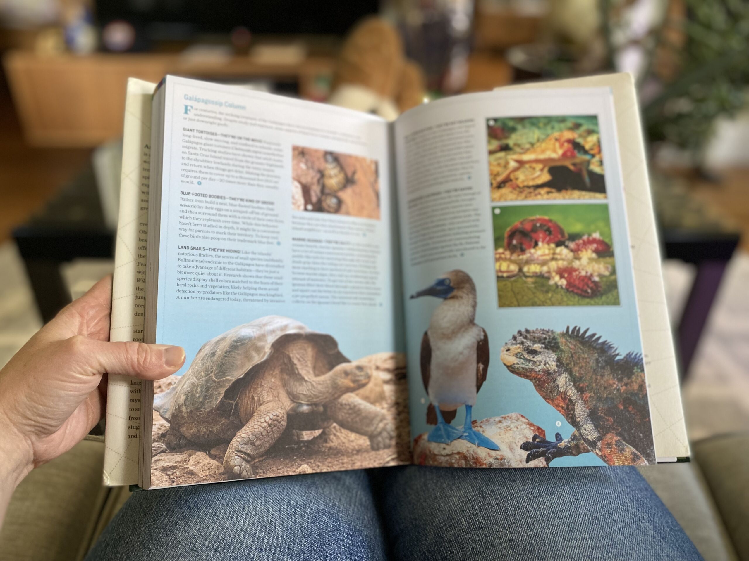 'Atlas Obscura: Wild Life' is a coffee table book that describes and illustrates all the strange wildlife and plants that live on our planet.