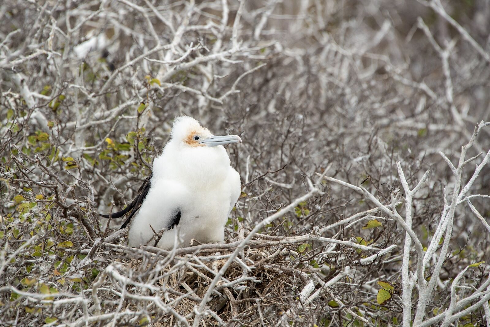 Baby frigatebird on Genovesa Island, Galapagos Islands