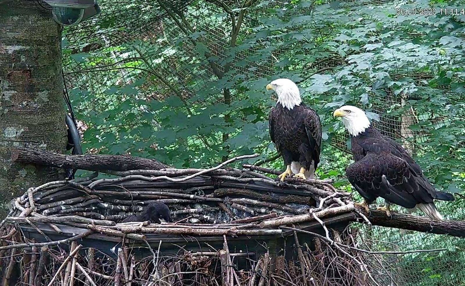 dollywood at the holidays - wings of america eagles