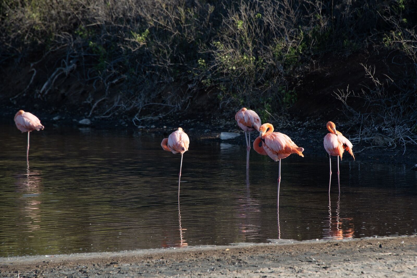 Flamingos in the Galapagos Islands