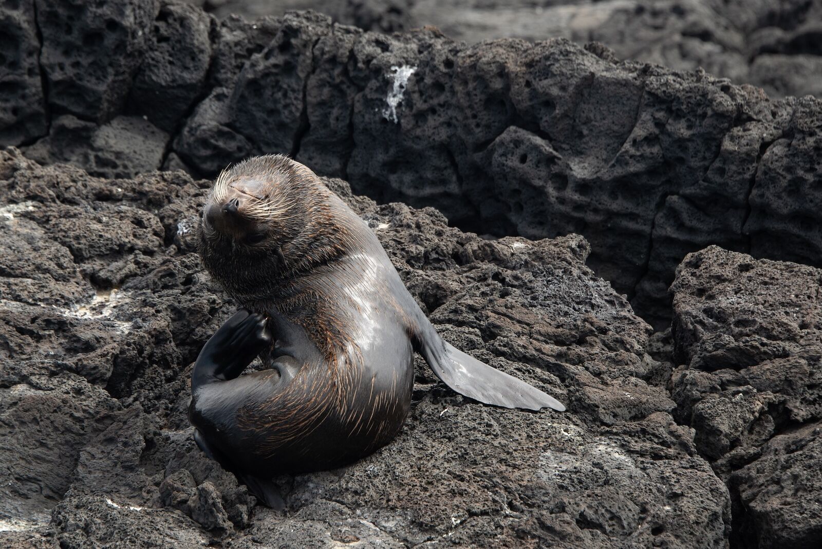 Galapagos fur seals