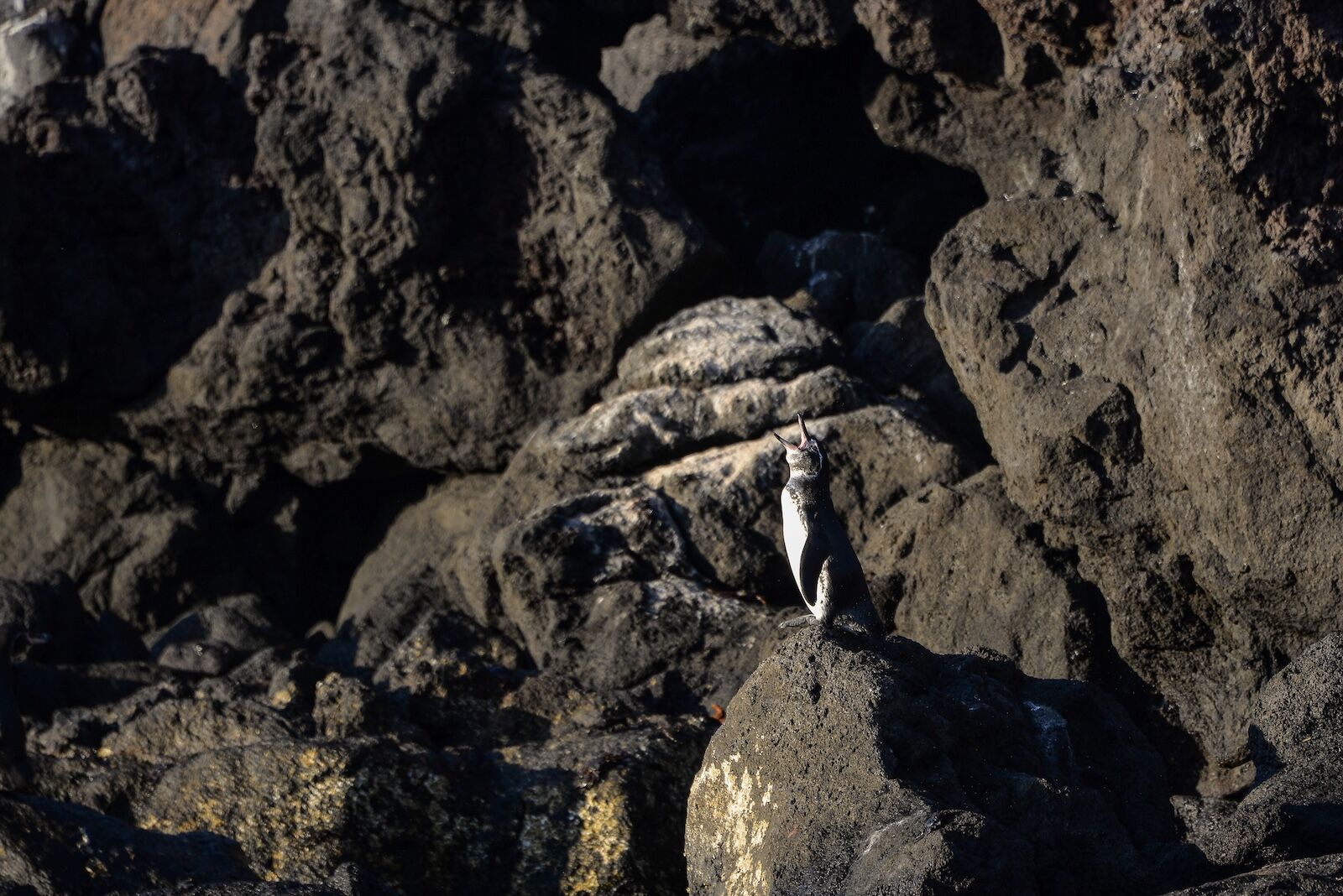 Galapagos penguins on rocky shore