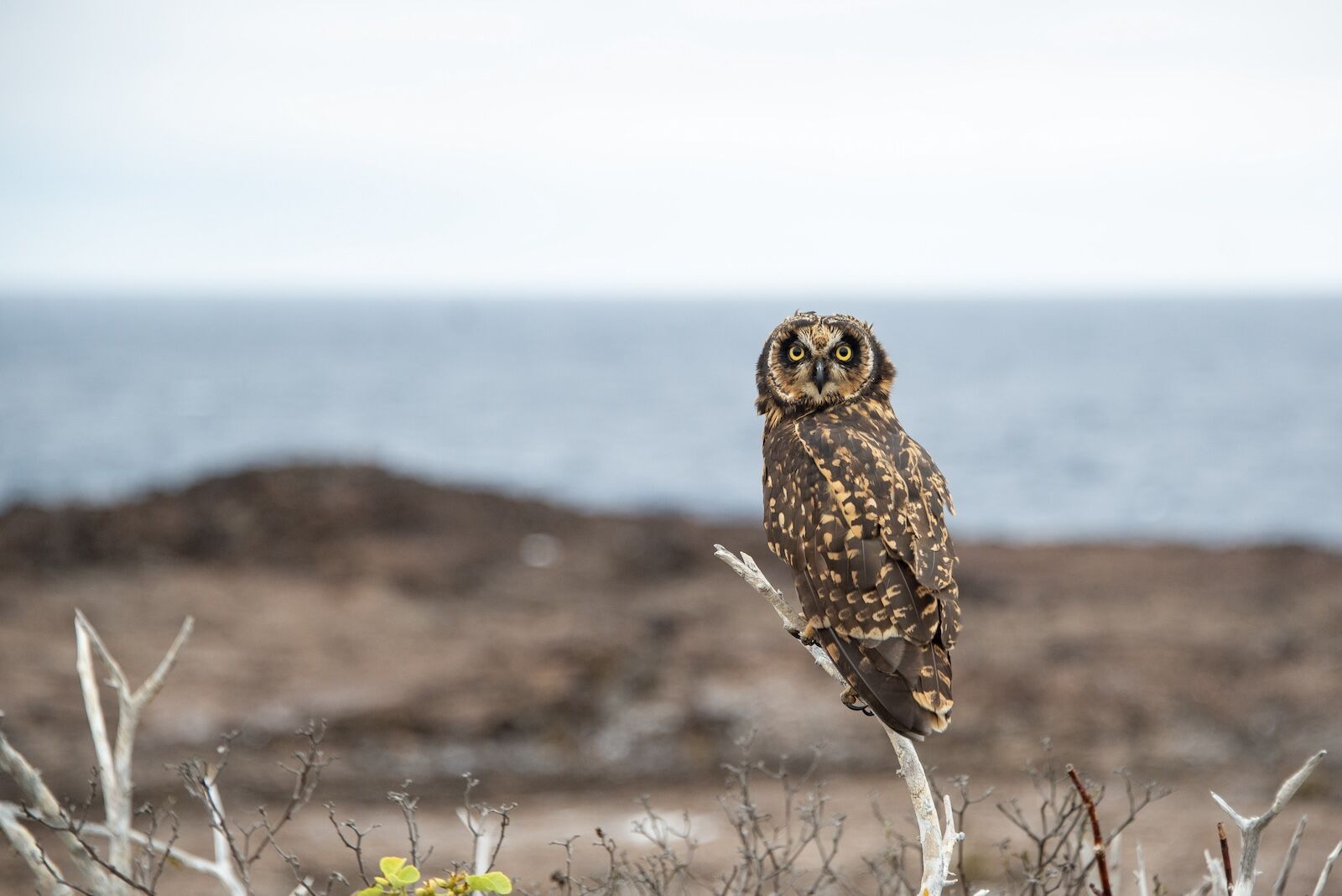 Galapagos owl on Genovesa Island in the Galapagos Islands