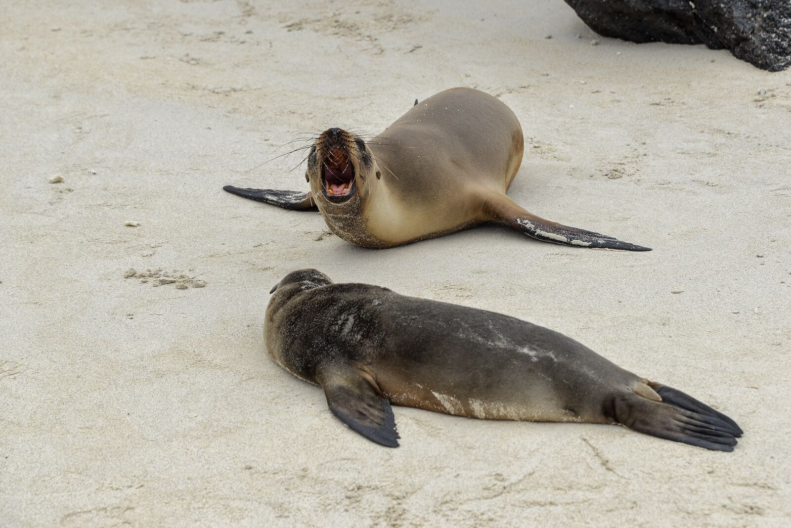 Sea lions on the beach in the galapagos islands