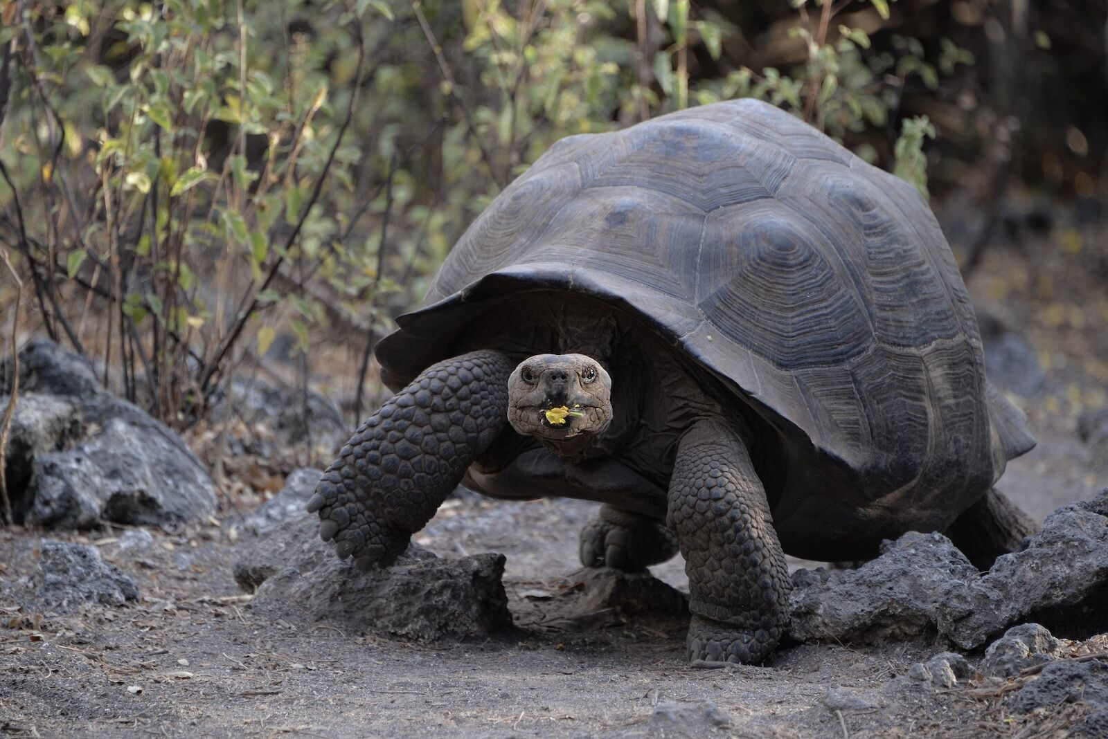 Giant tortoise with dome shell in the galapagos islands